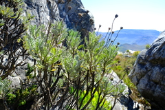 Euryops pectinatus pectinatus