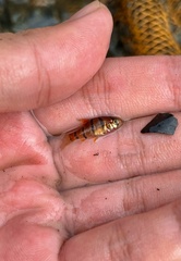 Desmopuntius hexazona