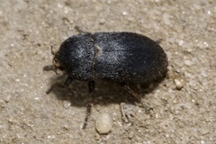 Dermestes laniarius