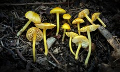 Chlorophanae