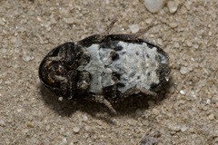 Dermestes laniarius