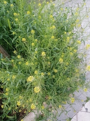 Brassicaceae