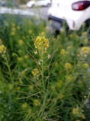 Brassicaceae