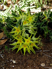 Orbea lutea lutea