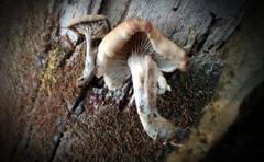 Lentinellus subaustralis