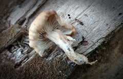 Lentinellus subaustralis