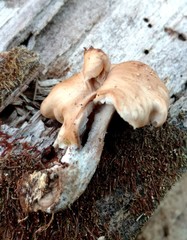 Lentinellus subaustralis