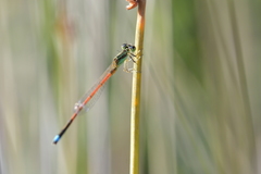 Ischnura aurora aurora