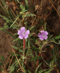 Monsonia burkeana