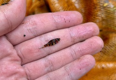 Desmopuntius hexazona