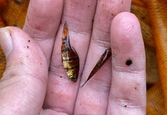 Desmopuntius hexazona