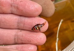 Desmopuntius hexazona