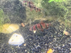 Desmopuntius hexazona