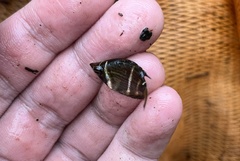 Sphaerichthys osphromenoides