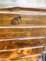 Sphaerichthys osphromenoides