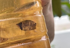 Sphaerichthys osphromenoides