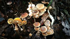 Xeromphalina cauticinalis pubescentipes