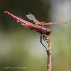 Trithemis annulata
