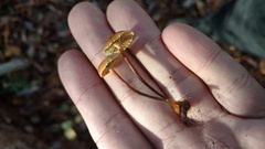 Xeromphalina cauticinalis pubescentipes