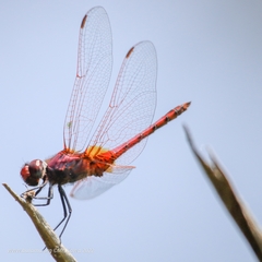 Urothemis assignata
