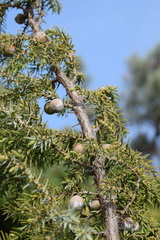 Juniperus macrocarpa