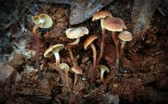 Xeromphalina cauticinalis pubescentipes
