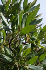 Arbutus unedo