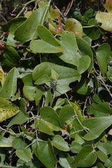 Smilax aspera