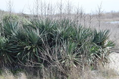 Yucca gloriosa