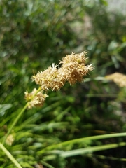 Carex alma