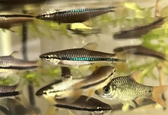 Rasbora einthovenii