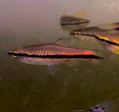 Rasbora einthovenii