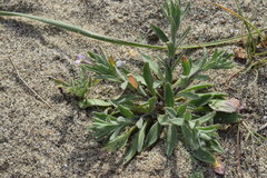 Malcolmia ramosissima