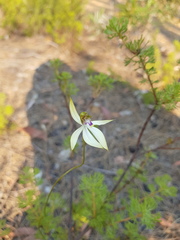 Praecoxanthus aphyllus