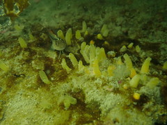 Ciocalypta polymastia