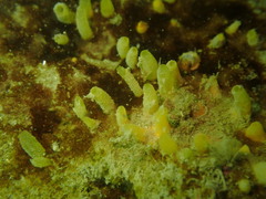 Ciocalypta polymastia