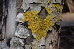 Xanthoria parietina