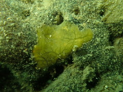 Timea aurantiaca