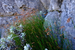 Thamnochortus levynsiae
