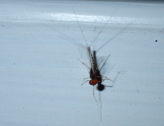 Mauiulus luma