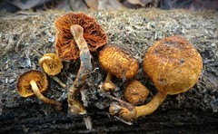 Gymnopilus fulvosquamulosus