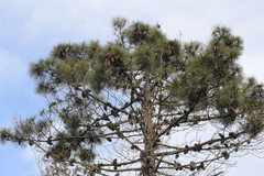 Pinus pinaster