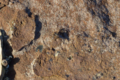 Coelopidae