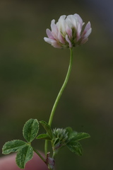 Trifolium nigrescens