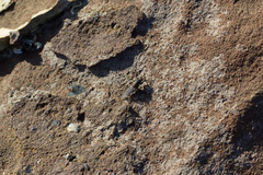 Coelopidae
