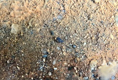 Thiaridae