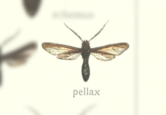 Pseudosphex pellax