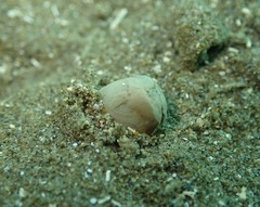 Linucula hartvigiana