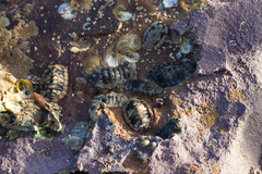 Sypharochiton