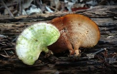Microporellus